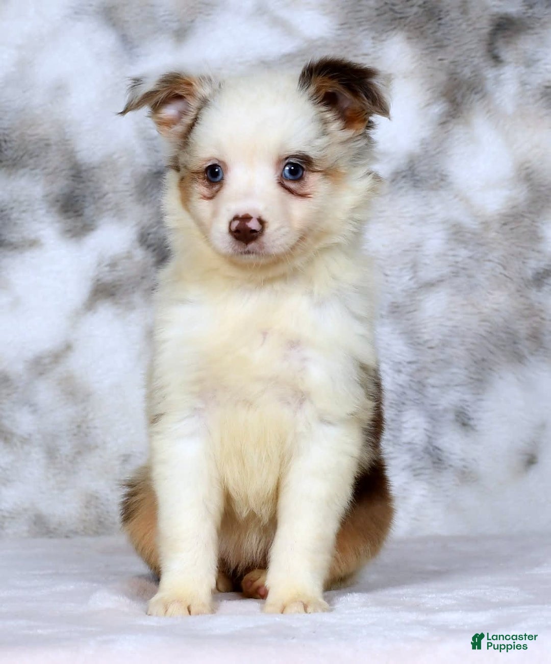  dogs for sale: Sandy - Image 3