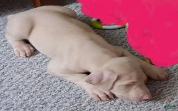 Doberman Pinscher dogs for sale: White Collar - Image 2