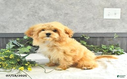 Maltipoo dogs for sale: Bella Extra Small - Image 18