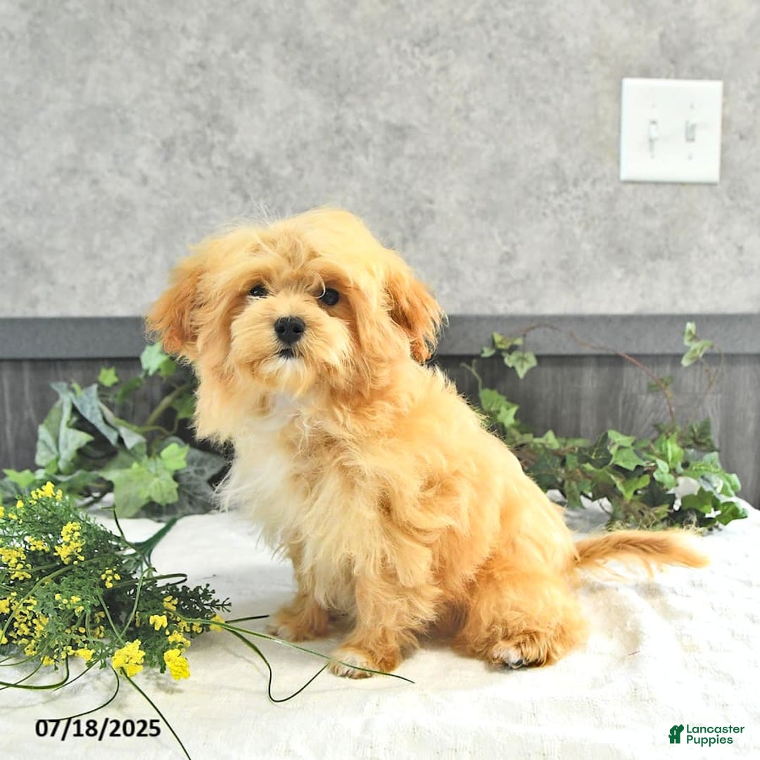 Maltipoo dogs for sale: Bella Extra Small - Image 18