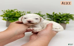 Mini Goldendoodle dogs for sale: Petite Alice - Image 10