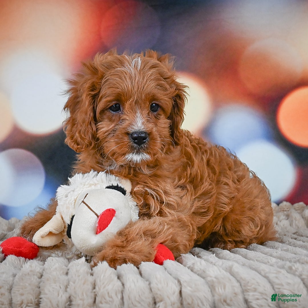 Cavapoo dogs for sale: Phoebe - Image 13