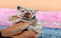 French Bulldog dogs for sale: Dante - Image 9
