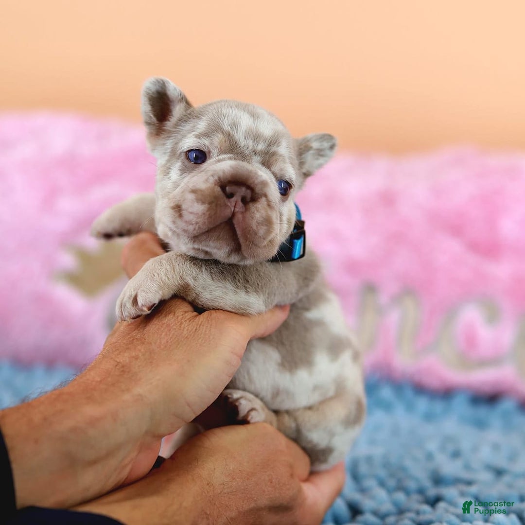French Bulldog dogs for sale: Dante - Image 9