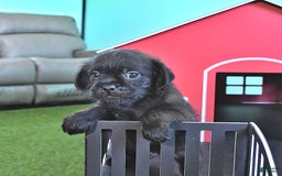 Miniature Poodle dogs for sale: Sarge - Image 4