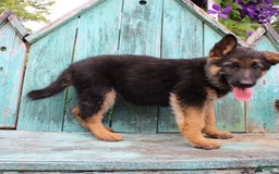 German Shepherd dogs for sale: Bailey - Image 4
