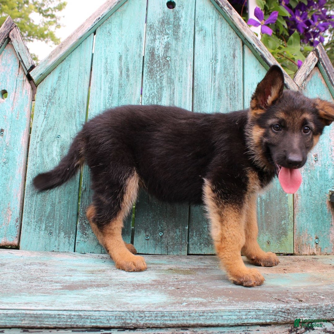 German Shepherd dogs for sale: Bailey - Image 4