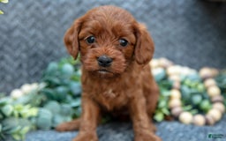 Cavapoo dogs for sale: Cavapoo 5 puppies - Image 10