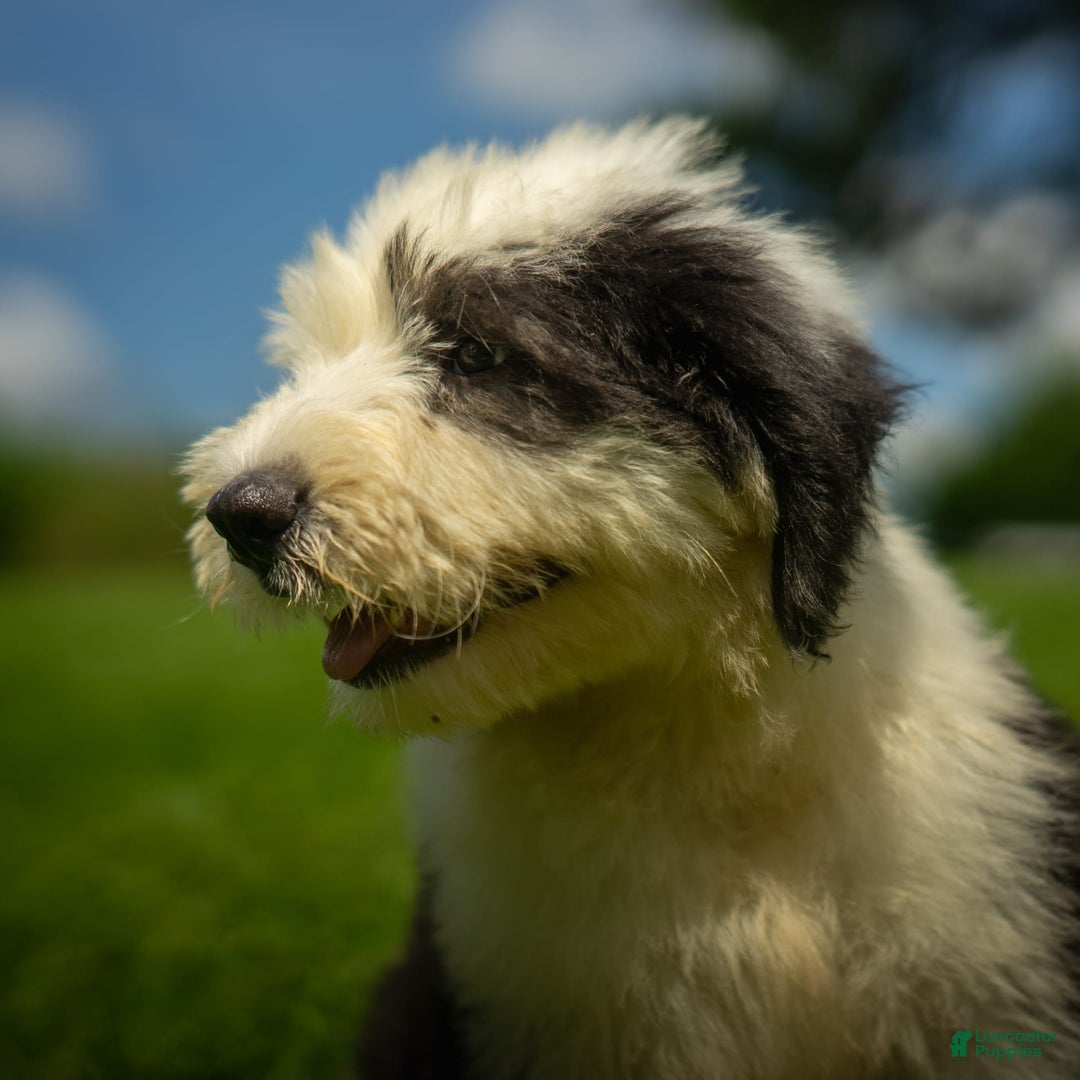 Old English Sheepdog dogs for sale: Floofy - Image 6