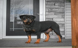Rottweiler dogs for sale: Clair Bear - Image 25