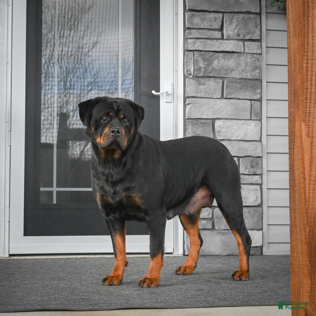 Rottweiler dogs for sale: Clair Bear - Image 25