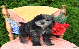 Miniature Poodle dogs for sale: Oakley - Image 2