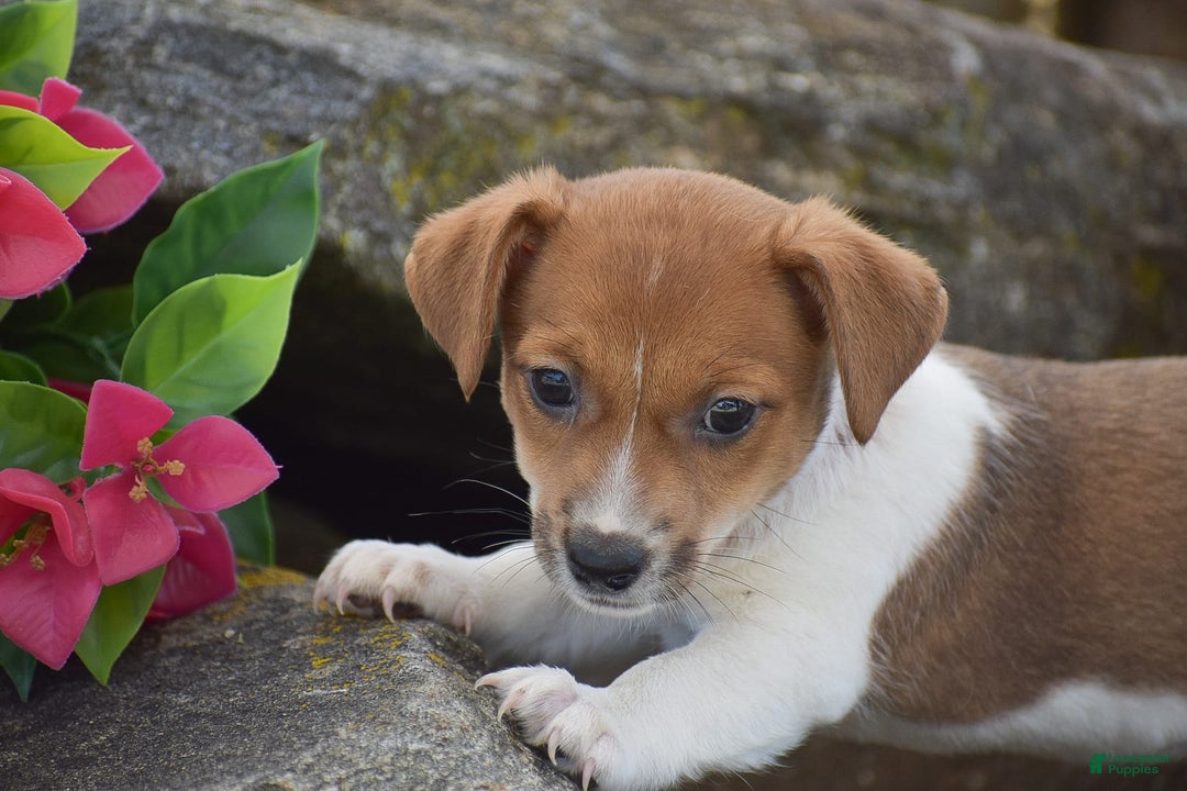 Jack Russell Terrier dogs for sale: Sugar - Image 3