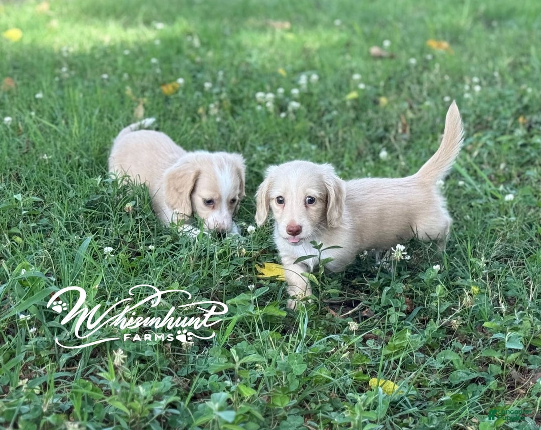 Miniature Dachshund dogs for sale: Oscar - Image 1