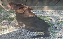 Labrador Retriever dogs for sale: Sadie - Image 5