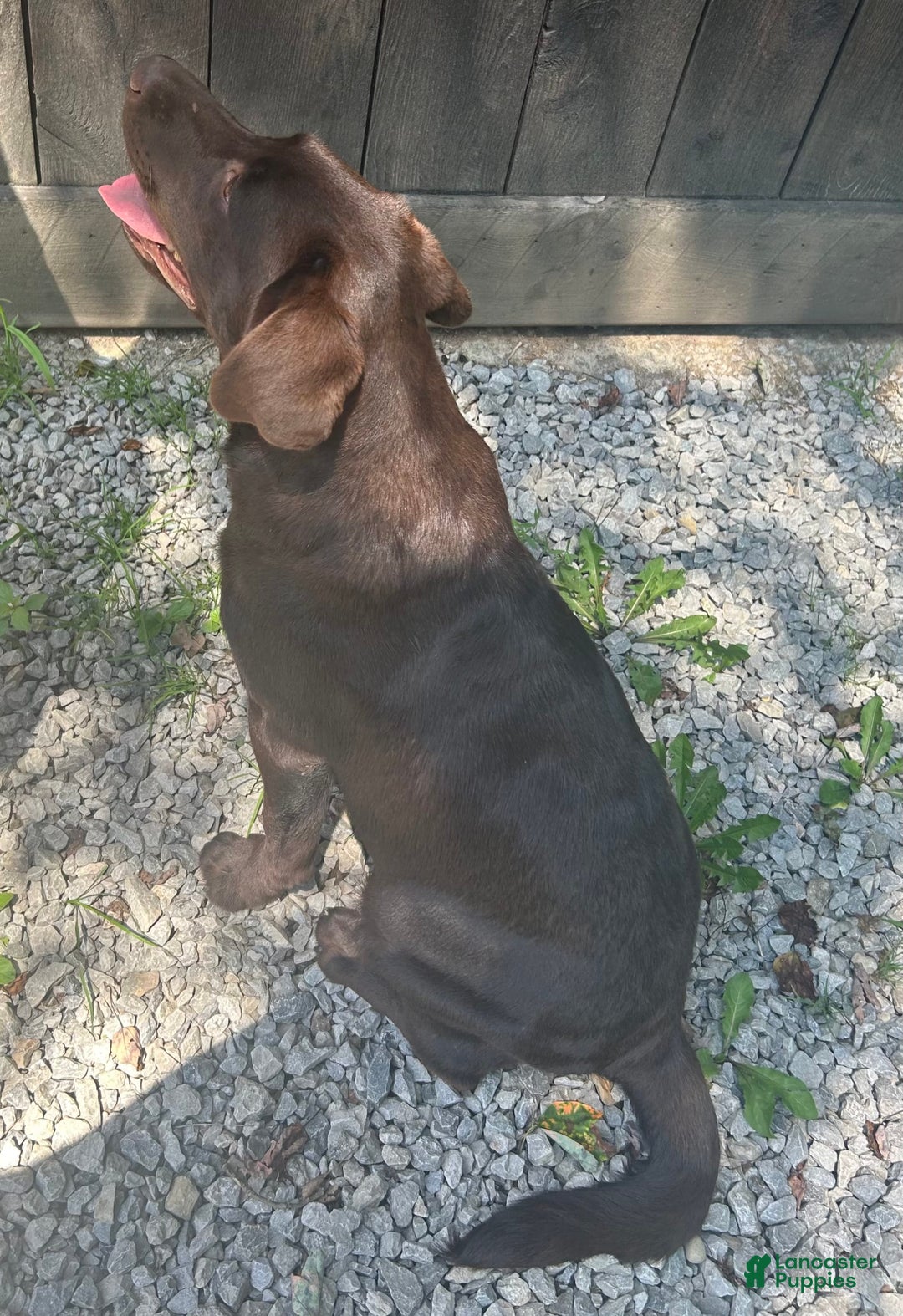 Labrador Retriever dogs for sale: Sadie - Image 5