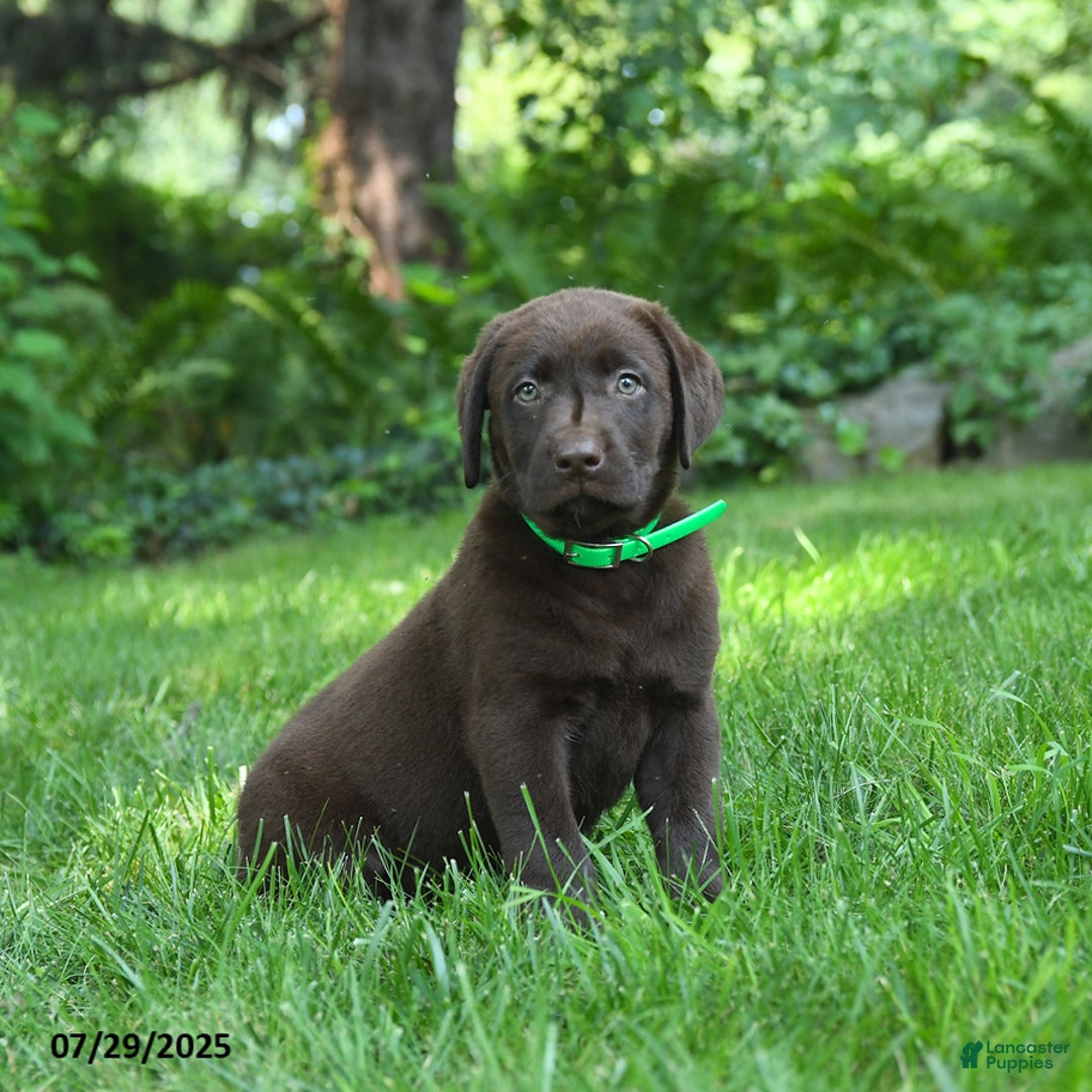 Labrador Retriever dogs for sale: Midnight - Image 5