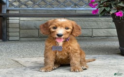 Goldendoodle dogs for sale: Layla - Image 6