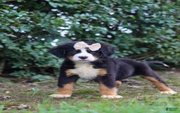 Bernese Mountain Dog dogs for sale: Alice - Image 8