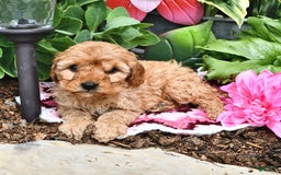 Cavapoo dogs for sale: Faith - Image 11