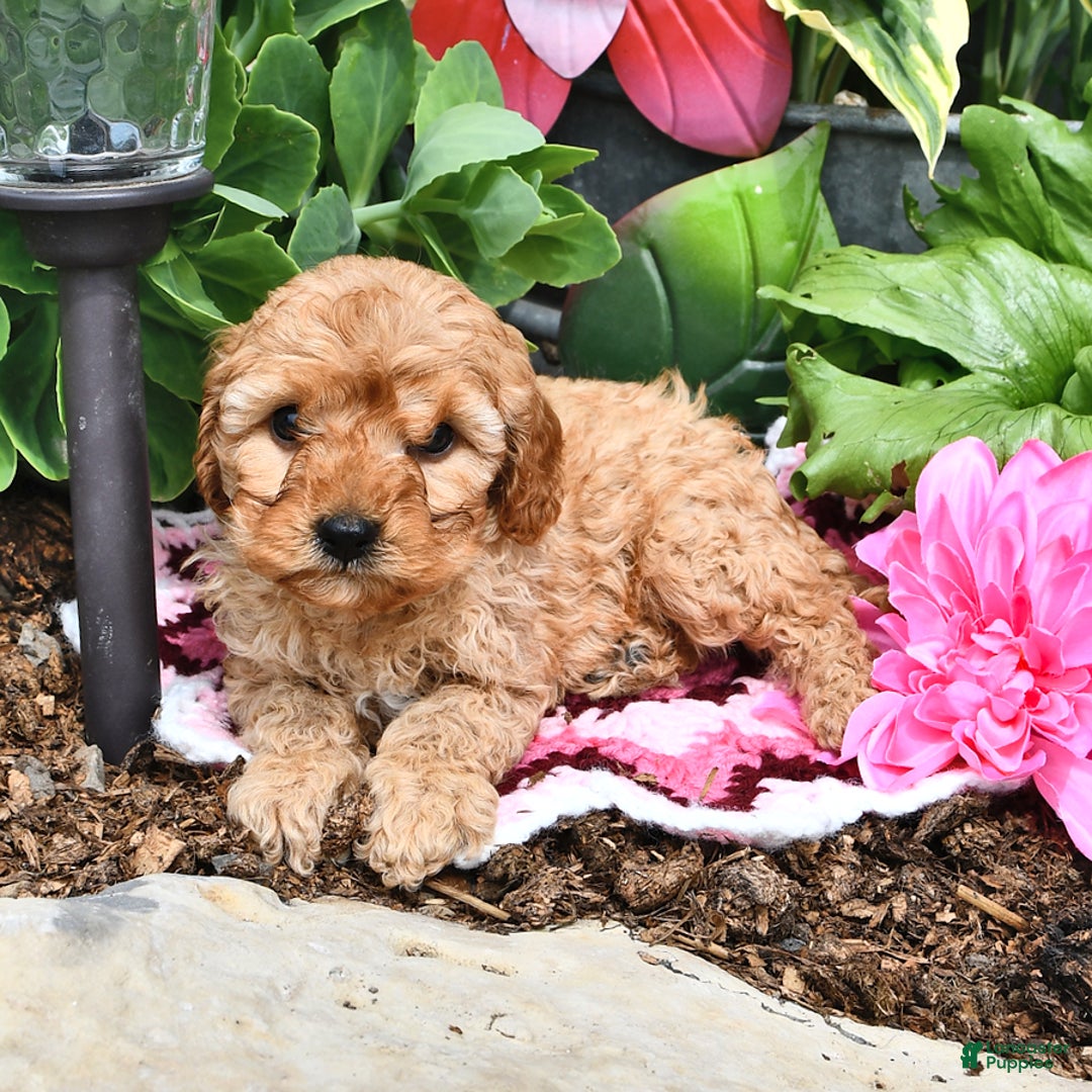Cavapoo dogs for sale: Faith - Image 11