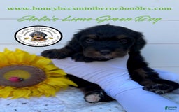 Mini Bernedoodle dogs for sale: Aelas Lime Green Boy - Image 2