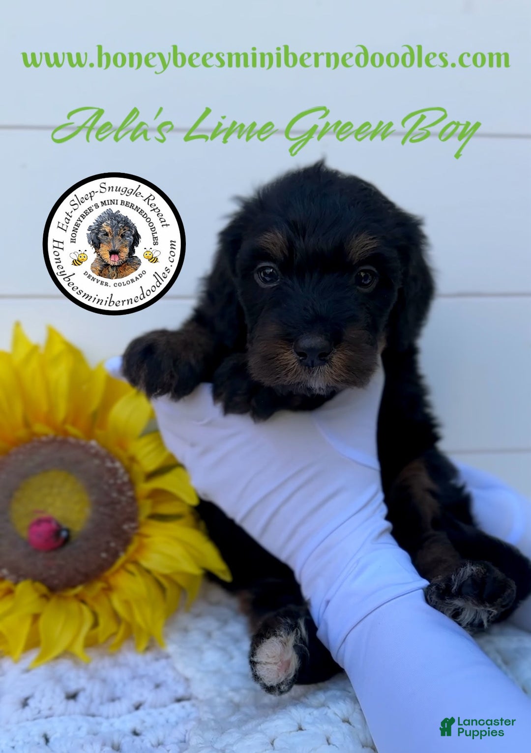 Mini Bernedoodle dogs for sale: Aelas Lime Green Boy - Image 2