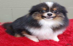 Pomeranian dogs for sale: Yovanni - Image 4