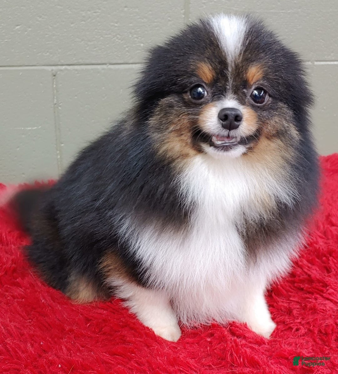 Pomeranian dogs for sale: Yovanni - Image 4