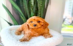 Cavapoo dogs for sale: Isaiah - Image 9
