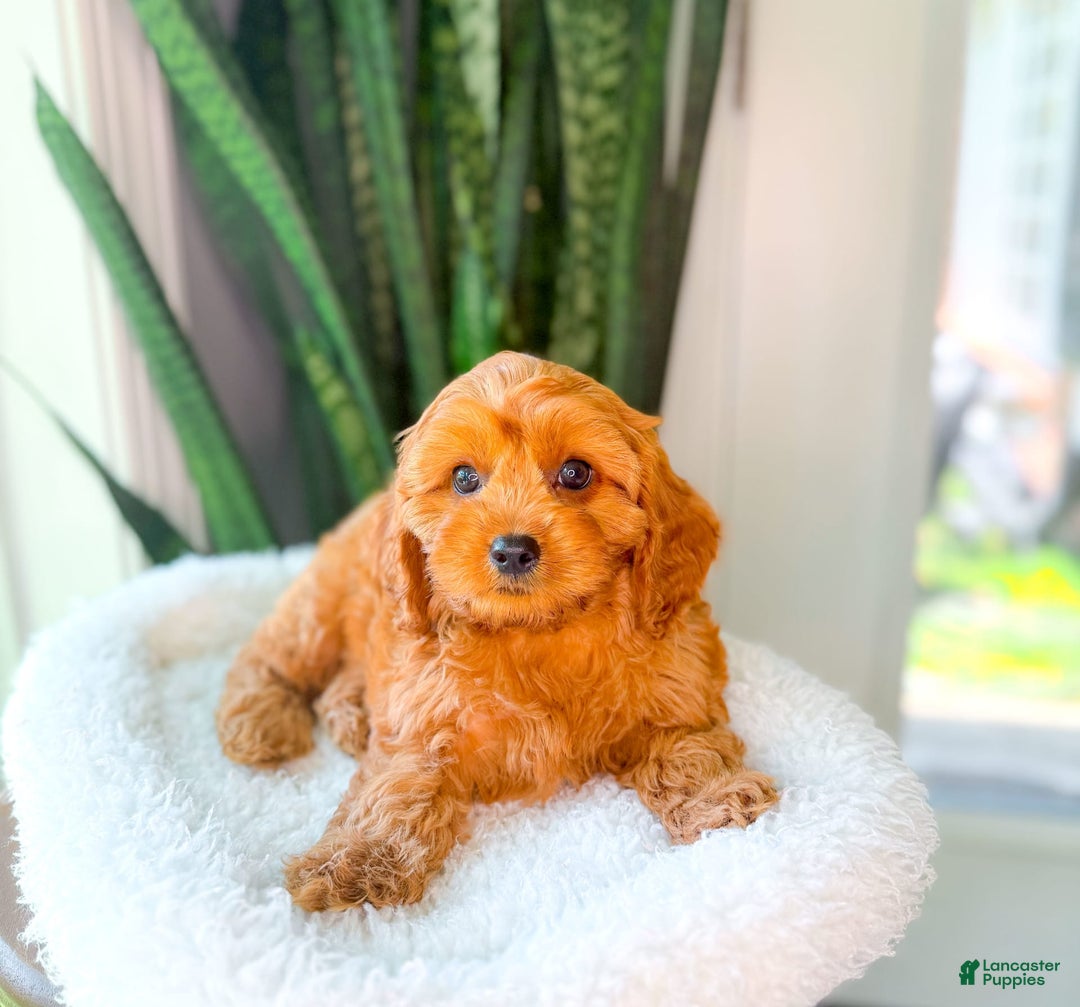 Cavapoo dogs for sale: Isaiah - Image 9
