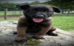Belgian Malinois dogs for sale: Oakley - Image 4
