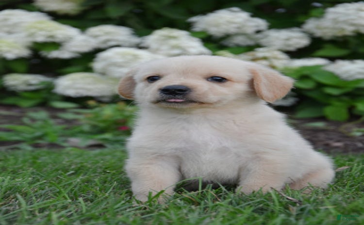 Miniature Bernese Mountain Dog dogs for sale - Ad 1