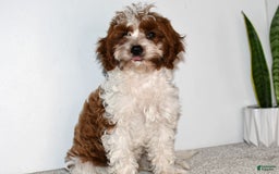 Cavapoo dogs for sale: Mia - Image 3