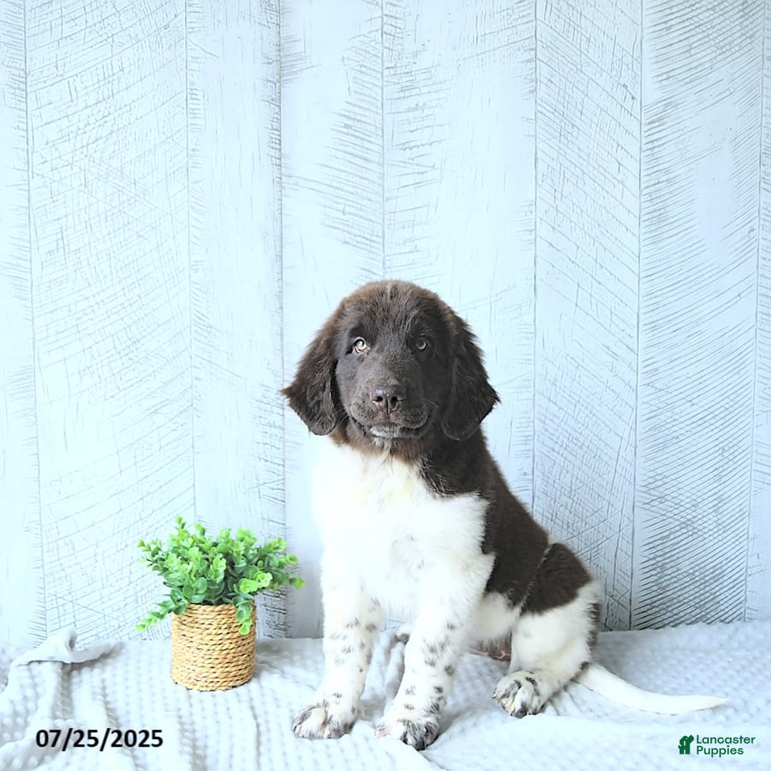 Newfoundland dogs for sale: Jade - Image 10