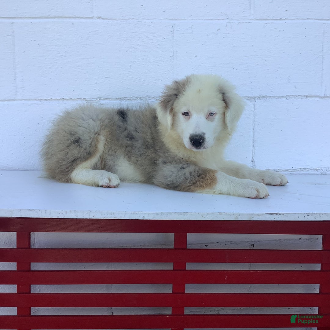 Australian Shepherd dogs for sale: Buster - Image 1