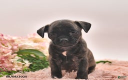 Boston Terrier dogs for sale: Stanley - Image 5