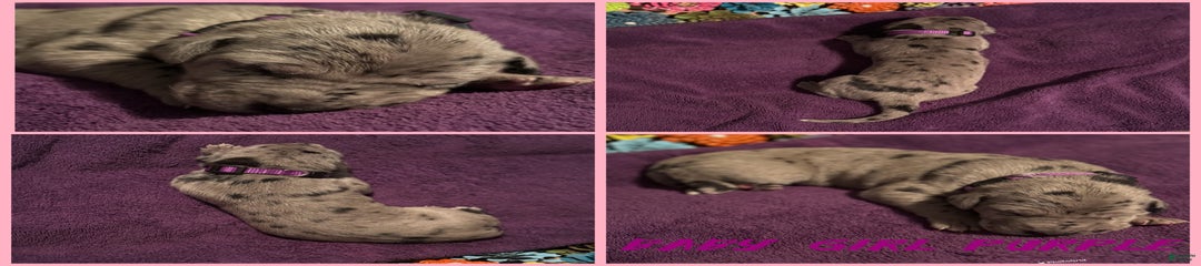 Baby Girl Purple