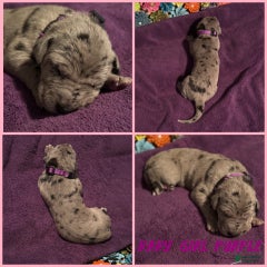 Baby Girl Purple