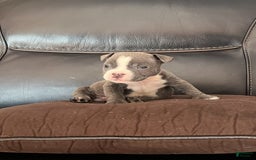 American Bully dogs for sale: Louie - Image 3