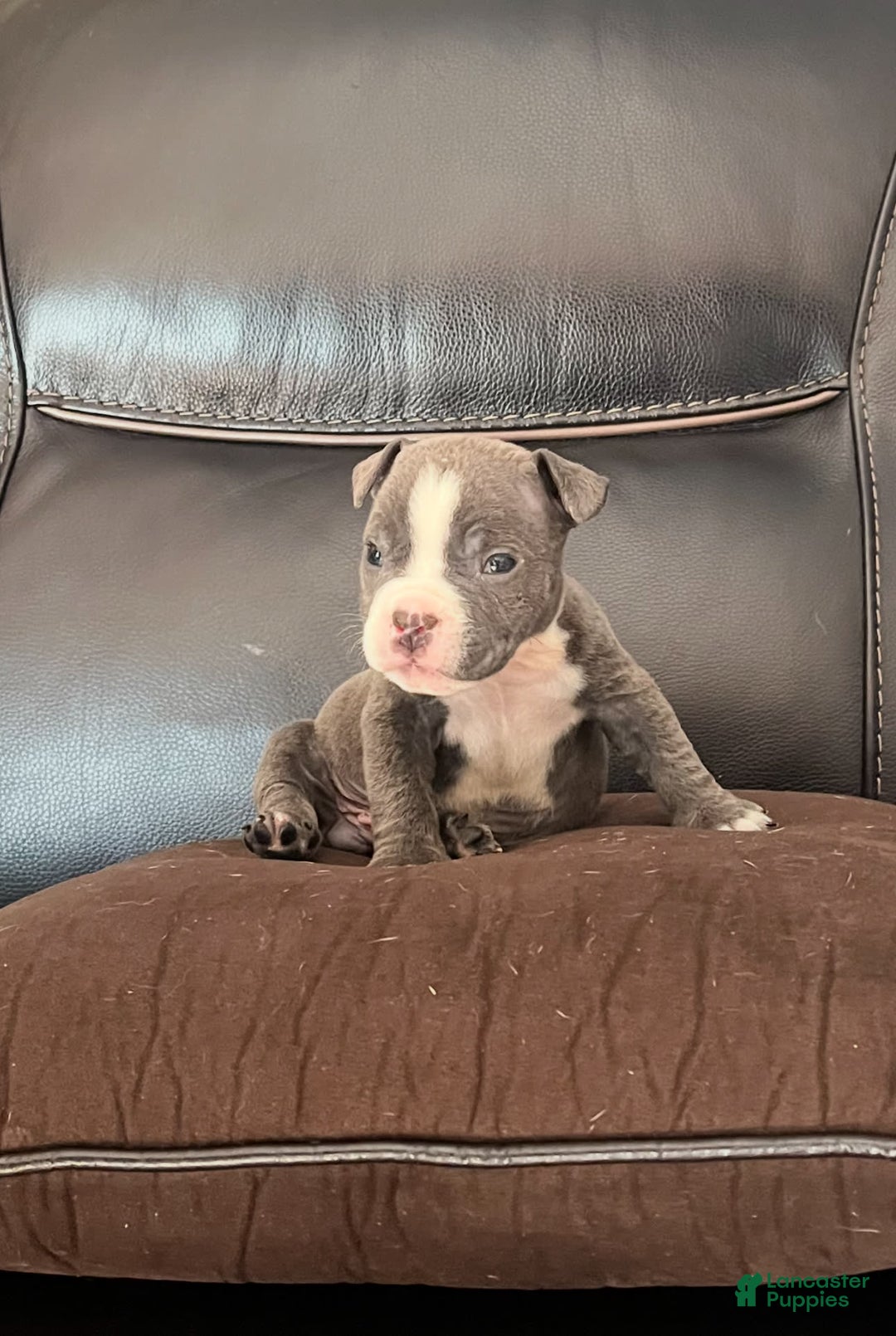 American Bully dogs for sale: Louie - Image 3