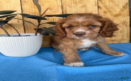 Cocker Spaniel dogs for sale: Tommy - Image 8