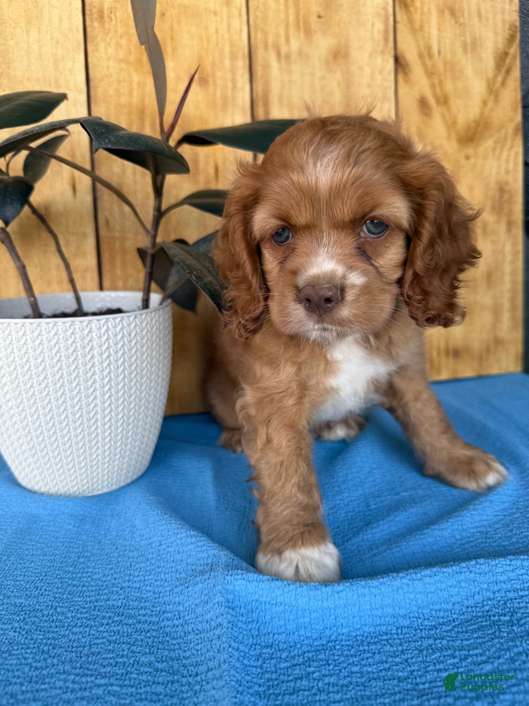 Cocker Spaniel dogs for sale: Tommy - Image 8