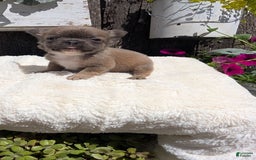French Bulldog dogs for sale: Talia - Image 8