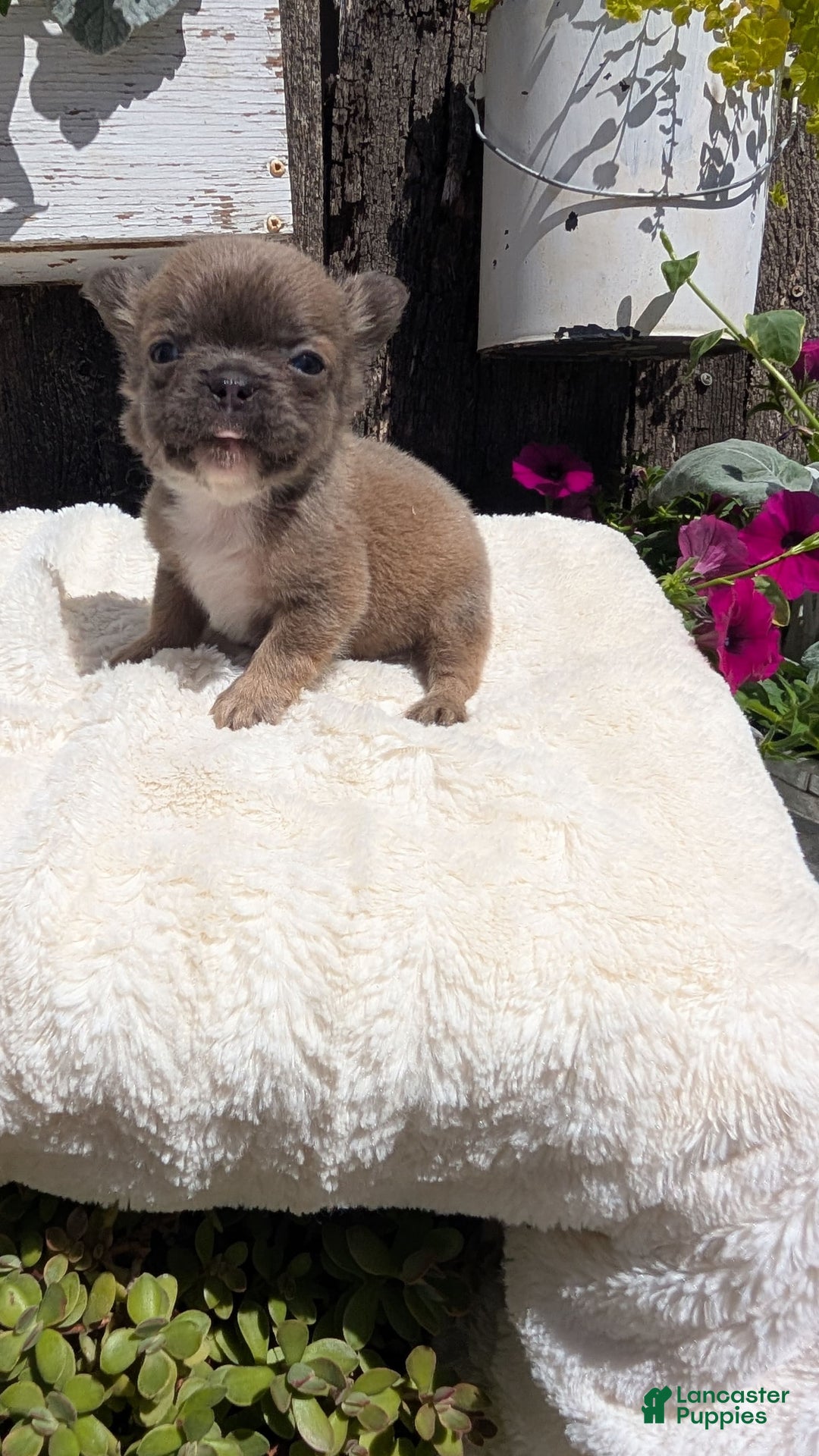 French Bulldog dogs for sale: Talia - Image 8
