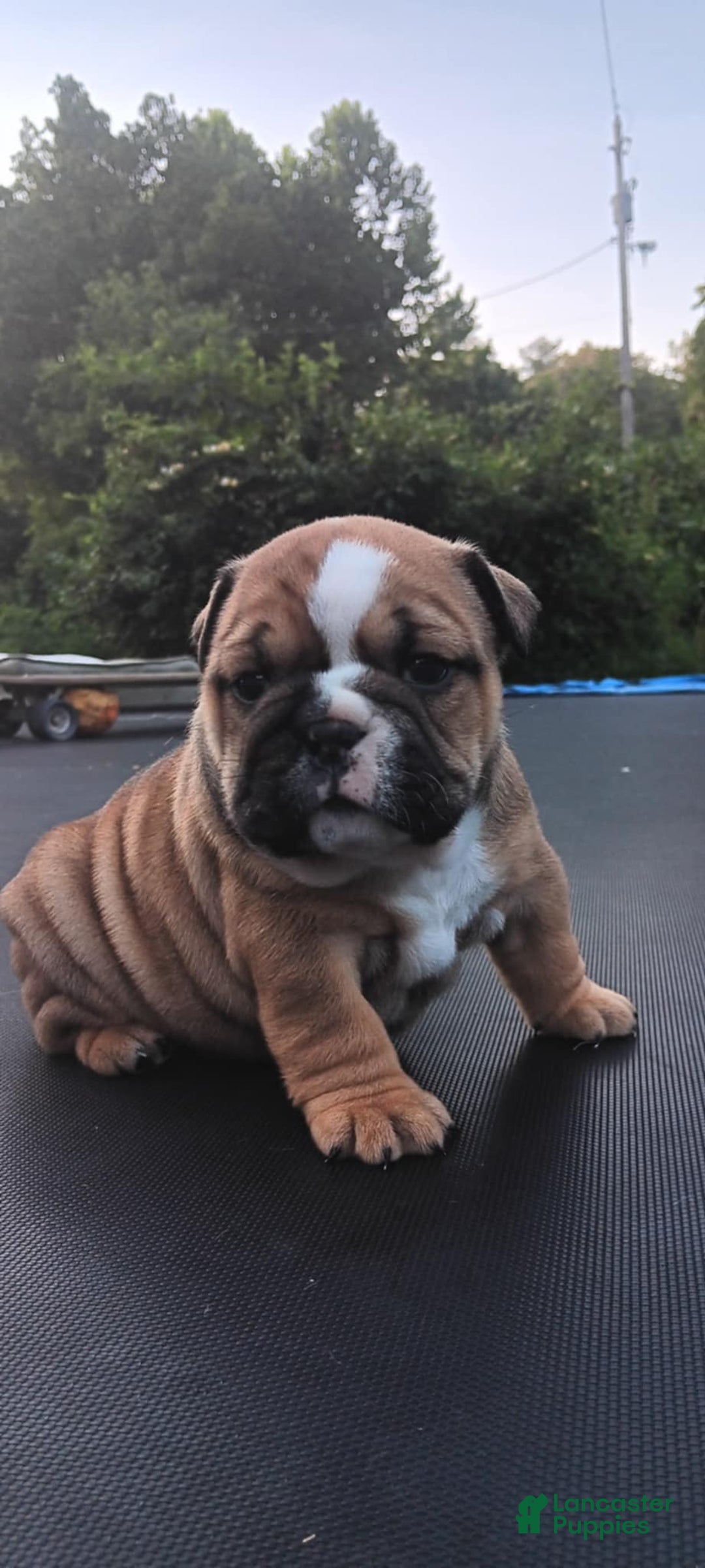 English Bulldog dogs for sale: Dixie - Image 1