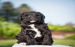Goldendoodle dogs for sale: Jeneva - Image 13