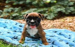 Boxer dogs for sale: Holly - Image 1