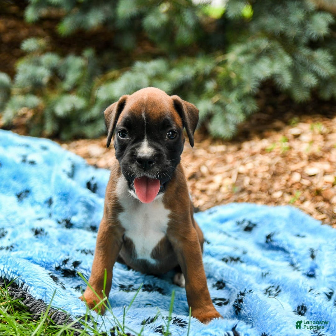 Boxer dogs for sale: Holly - Image 1