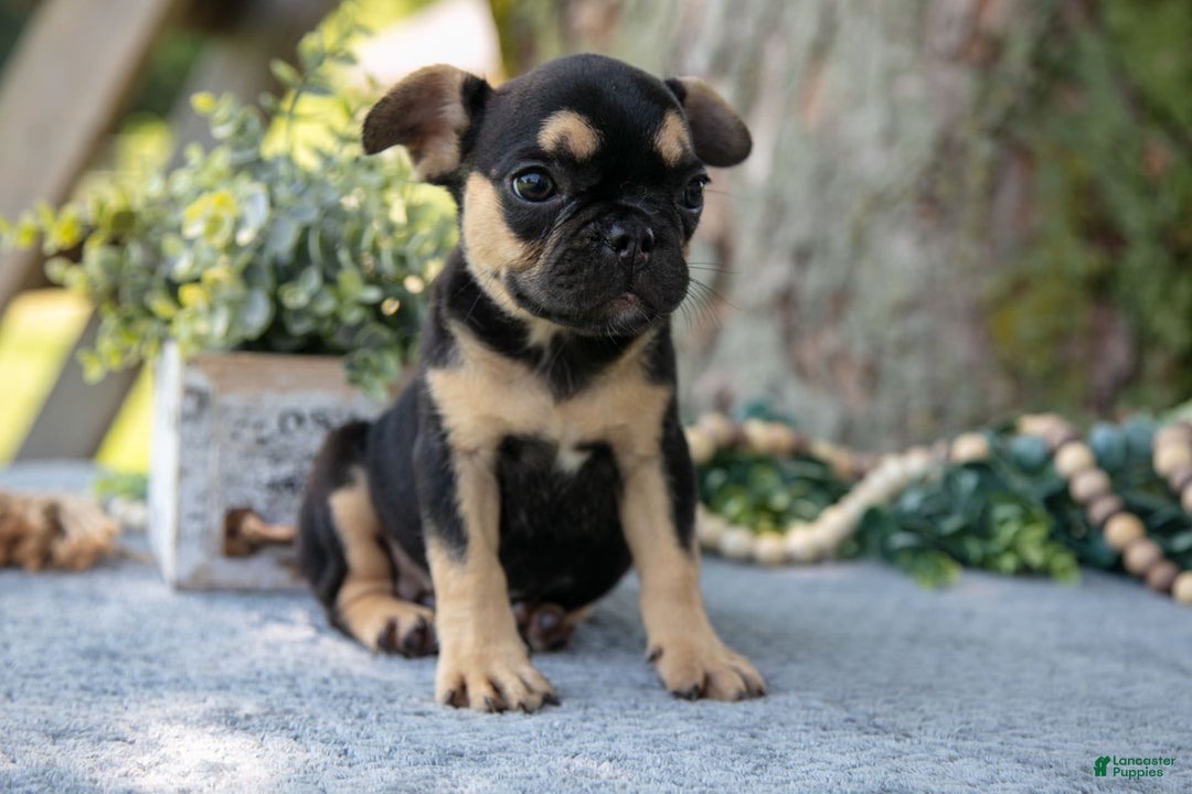 French Bulldog dogs for sale: Lucy - Image 5